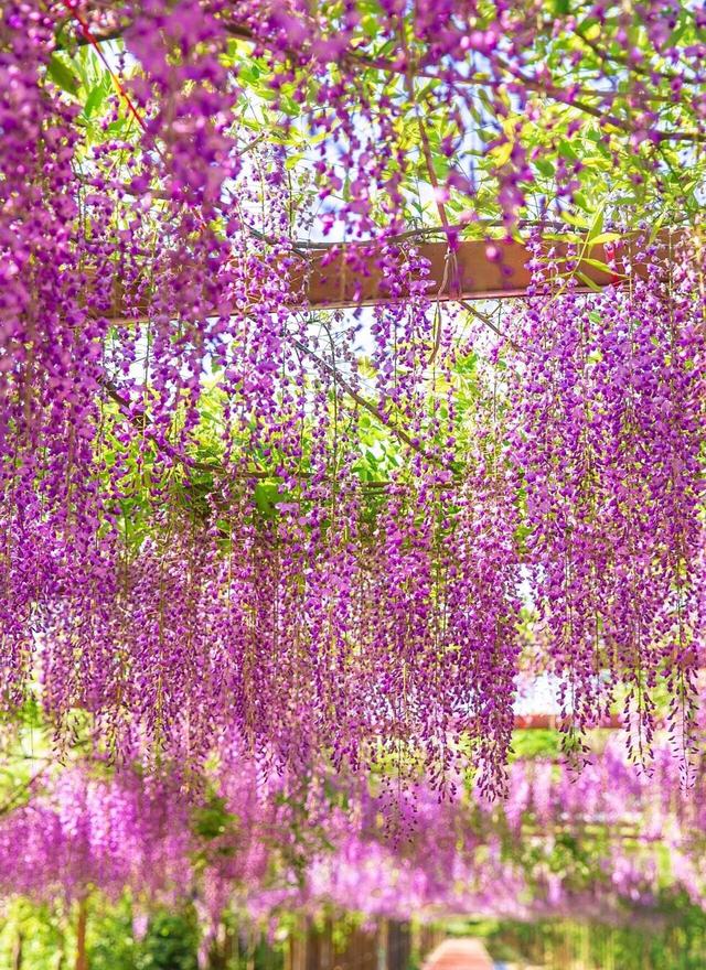 适合庭院养的紫藤花，阳台、院子就种一棵紫藤