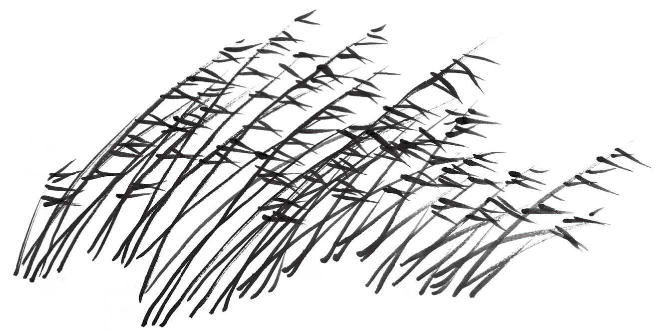 芦,竹,草的画法