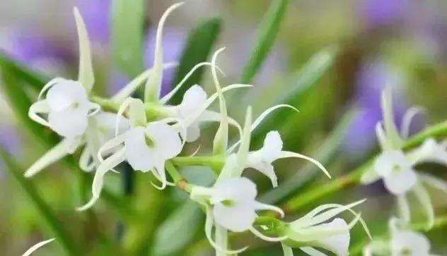 请问如何分辨狐尾兰和指甲兰,狐尾龙舌兰怎么养(最全兰花鉴赏,快看看