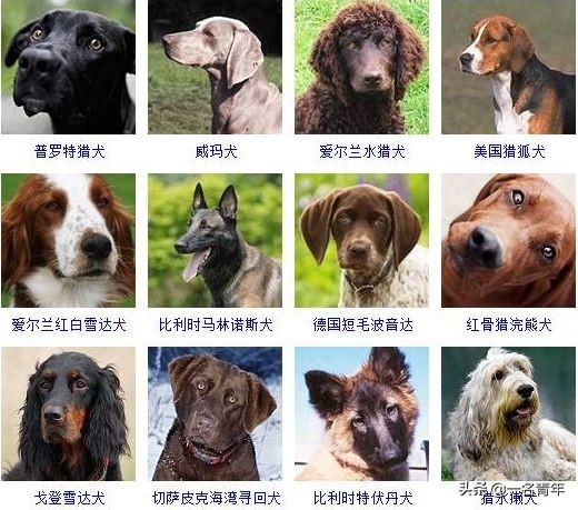 还不知道你家狗狗属于什么体型犬吗？几乎齐全了