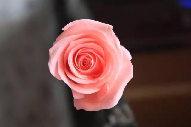 各种花的花语，各种花的花语爱情（史上最全花语大全）