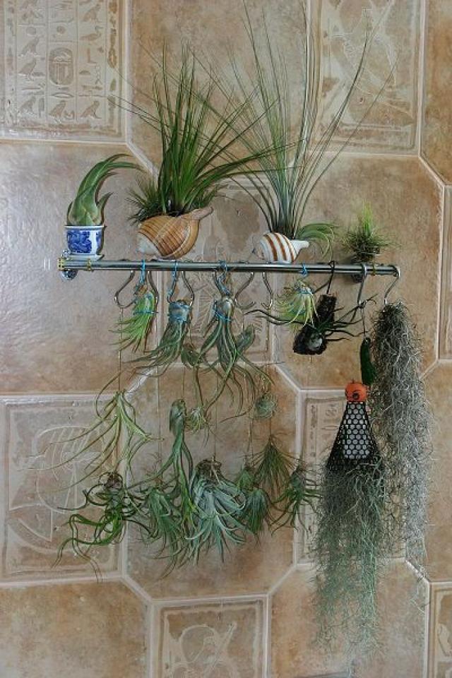 适合家里养的32种花，家里养什么花好（”家居盆花100种）