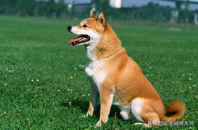 qq输入法不支持ios，为什么电脑qq输入法不能用（54个“温顺”狗狗名）