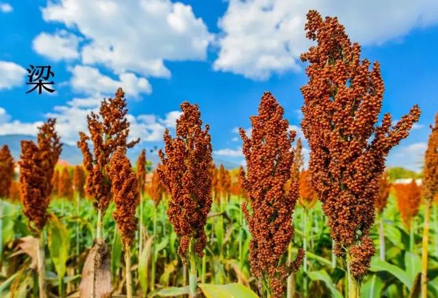 六畜是哪六畜,六畜是什么(让我们一起走进国学馆) 六畜是哪六畜,六畜是什么(让我们一起走进国学馆)