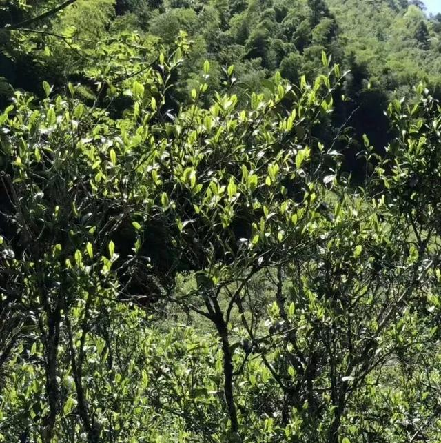 岩茶有哪些品种，武夷山岩茶有哪些品种（武夷岩茶五大分类）