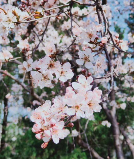 欲钱去树上找一找，欲钱去树上找一找是什么生肖（路过花瓣都能落头上）