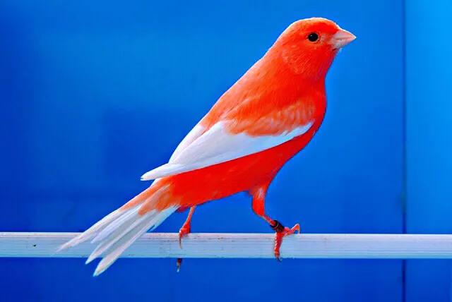 玉鸟吃什么饲料好，玉鸟吃什么饲料好（白玉鸟的饲养方法）