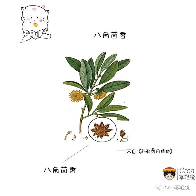 茴芹和茴香区别，真的不是一个单独的存在