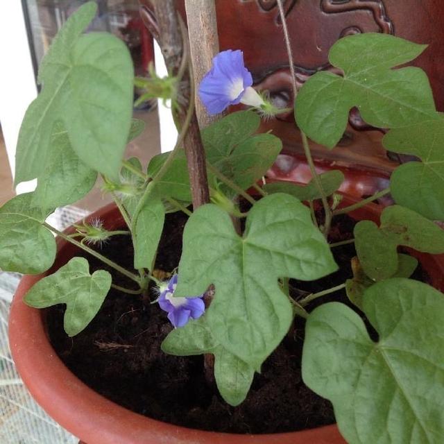 普通的一棵牵牛花，通过摘心修剪，花大色艳，夏秋不停开花
