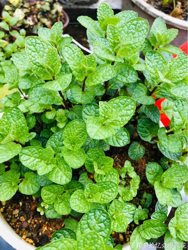 30种适合懒人养的花夏季，蹭蹭疯长、爆盆