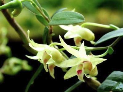 铜皮石斛怎么养，铁皮石斛怎么养