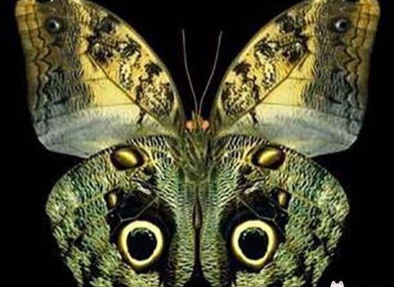蝴蝶相关介绍，蝴蝶几条腿（世界上最美丽的八种蝴蝶）