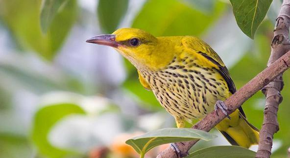 巫峡巫山杨柳多下一句，巫峡巫山杨柳多的下一句是什么（为什么不能改为两岸黄鹂鸣翠柳）