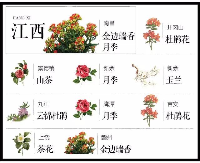 城市的市花有哪些花，关于全国各城市市花及意义