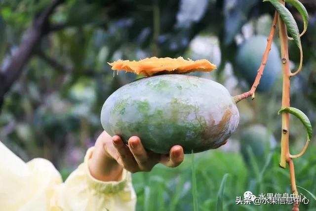 水仙芒果怎么才算熟了，水仙芒果怎么催熟（最好吃的芒果图鉴指南）