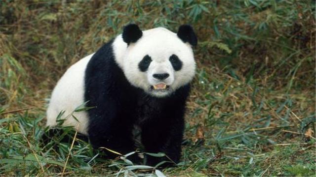 大熊猫的生活习性有哪些，国宝大熊猫的生活习性你知道吗