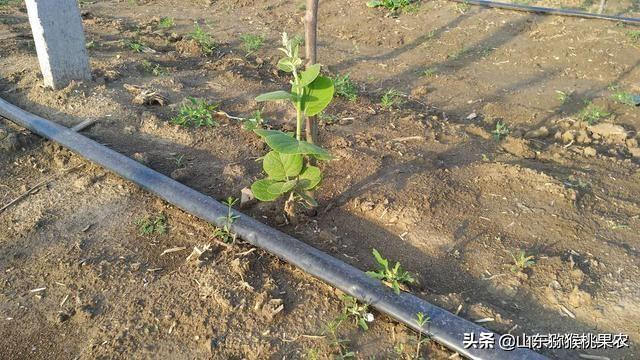 彌猴桃樹苗,五月份栽植與秋天栽植的區別與管理方法(獼猴桃樹的圖片)