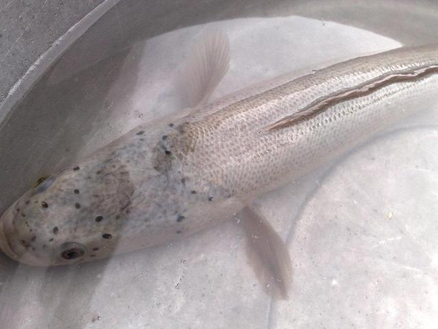 白乌鱼（白乌鱼苗），白乌鱼汤的做法（特色水产白乌鱼生长特性养殖效益和关键养殖技术）