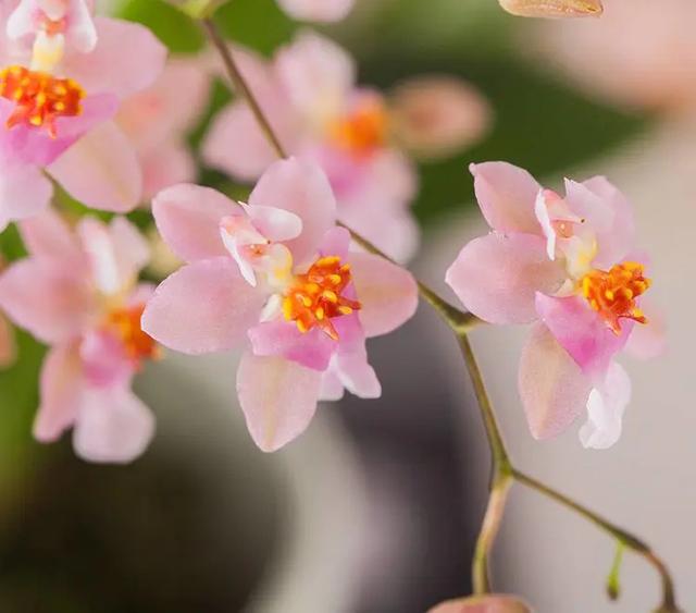 文心兰的花语，文心兰的养殖方法和注意事项（文心兰花语及养护、科普）