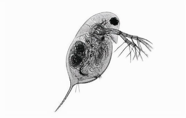 水蚤怎么养，水蚤怎么养繁殖快（一个水族鱼友玩家说的水蚤养殖方法）