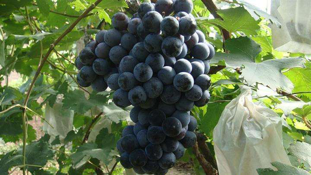 巨峰葡萄和普通葡萄的区别，什么叫巨峰葡萄（可它们的品种区别你知道吗）