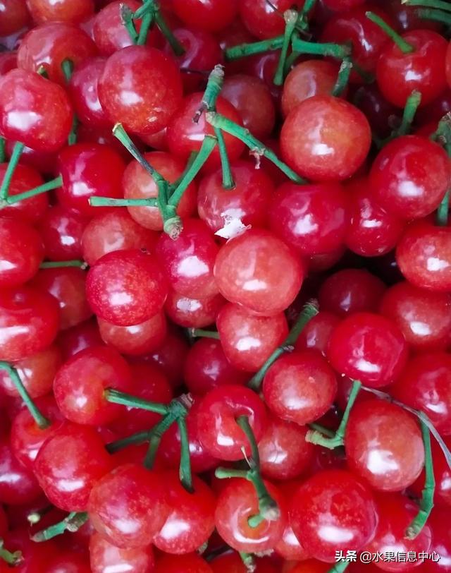 醋柳果的功效与作用，醋柳果的功效与作用及禁忌（国内有哪些小众特色水果）