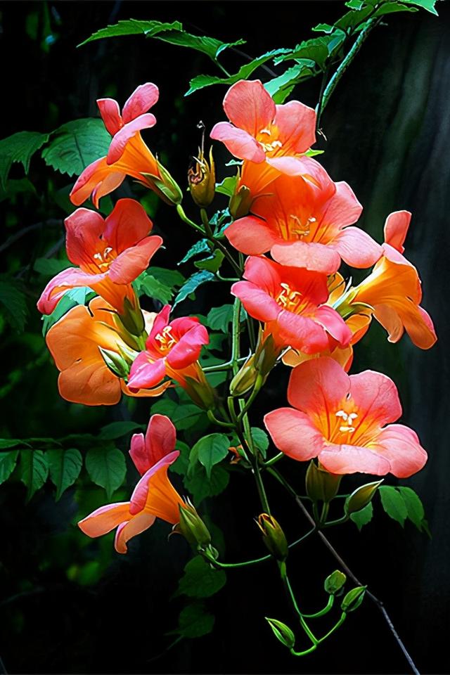 爬山虎种植,3种花型优美的爬藤花(爬山虎什么时候种植最适宜)
