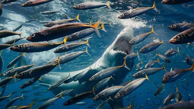 海洋生态系统（国际生物多样性日丨行动起来）