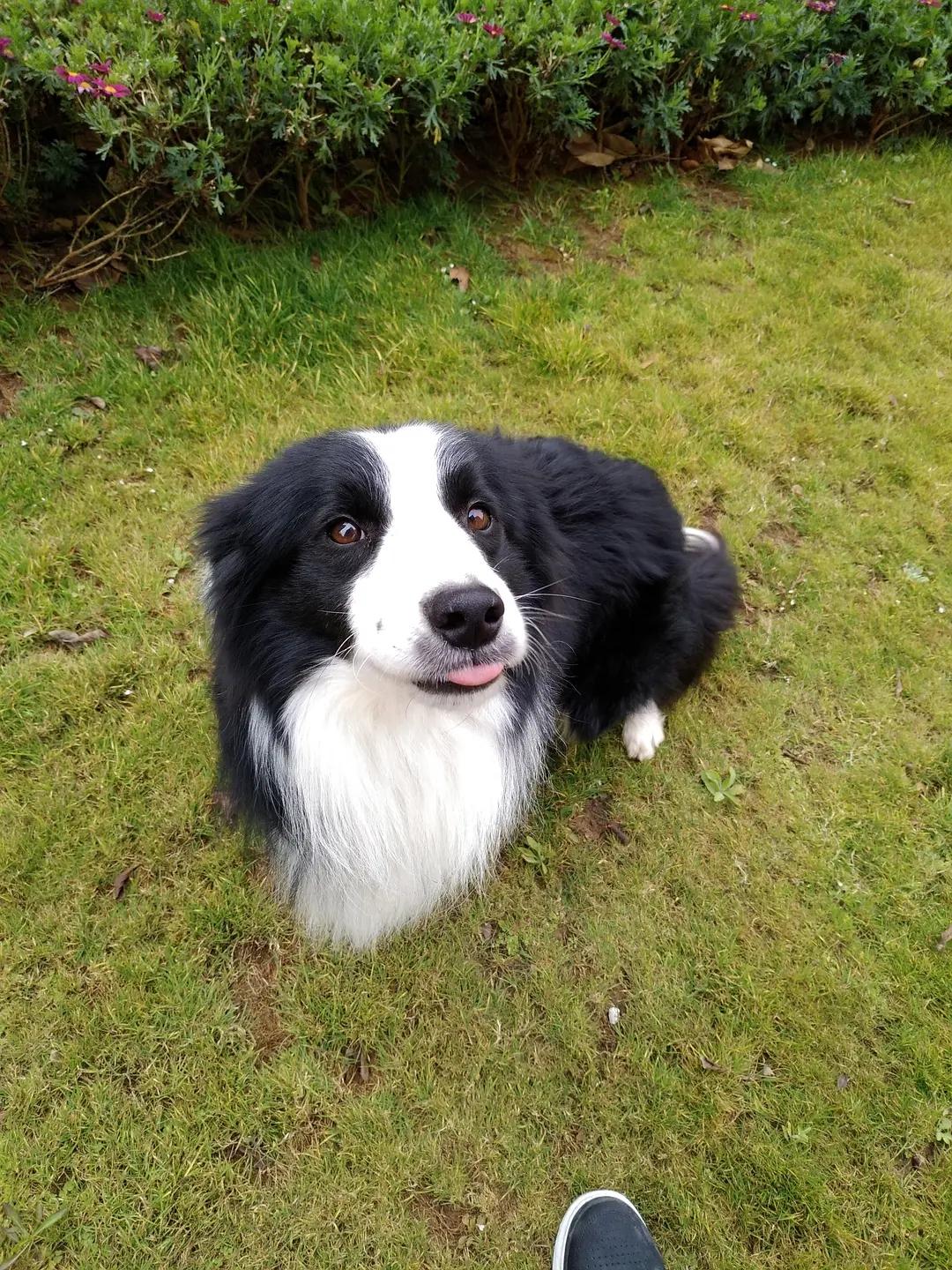 小牧羊犬多少钱一只(2200元买的边境牧羊犬) - 价格百科