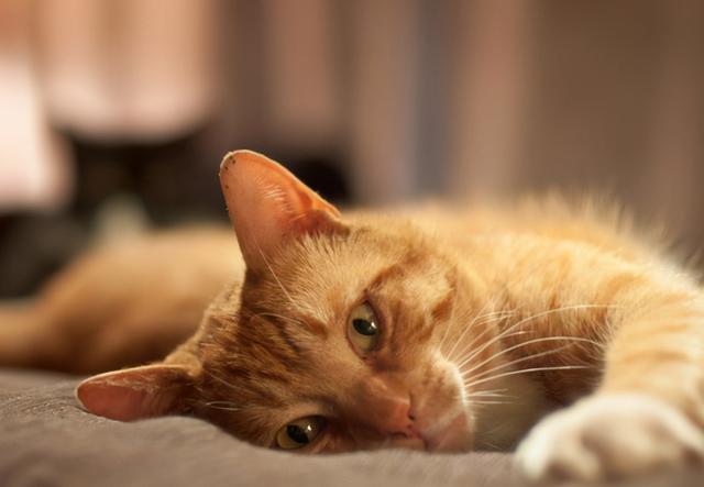 猫咪呕吐怎么办，猫咪呕吐的时候该怎么办（猫咪呕吐是什么原因）