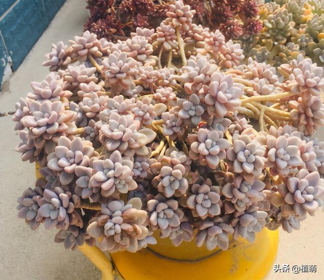 为什么我的多肉植物艾伦一直不长，多肉艾伦变绿（一样能养出粉色的艾伦）