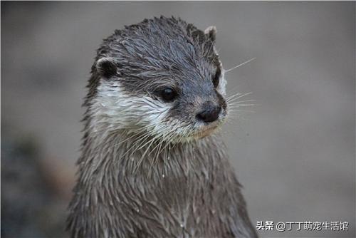 水獭读音图片