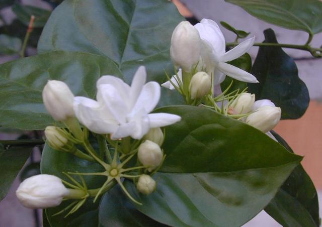 茉莉花的养殖方法和注意事项，冬天茉莉花的养殖方法和注意事项（茉莉花的养殖方法和技巧有哪些）