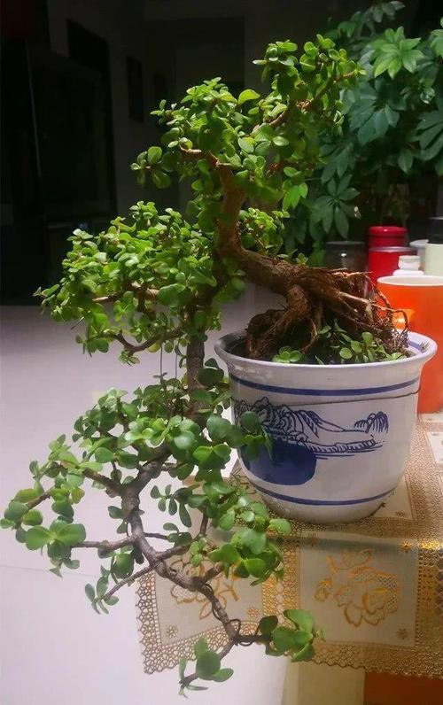 金枝玉葉植物,金枝玉葉很饞嘴(金枝玉葉盆景)