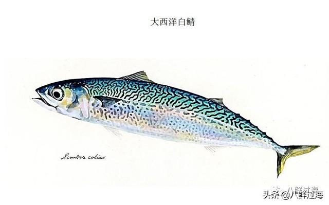 马鲛鱼有几种，马鲛鱼是什么鱼种（鲐鱼、鲅鱼、挪威青花鱼）