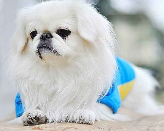 京巴犬(京巴犬生理,现在为啥少人养了呢(北京犬 京巴)