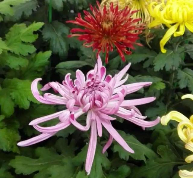 荷花有几种颜色，莲花有几种颜色分别是象征什么（1盆菊花售价1.2万）