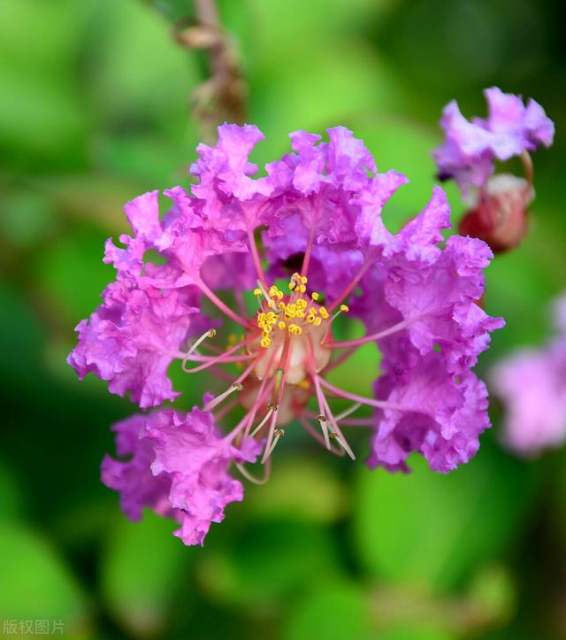 痒痒树是什么植物，痒痒树是什么植物（它在农村山上比较常见）