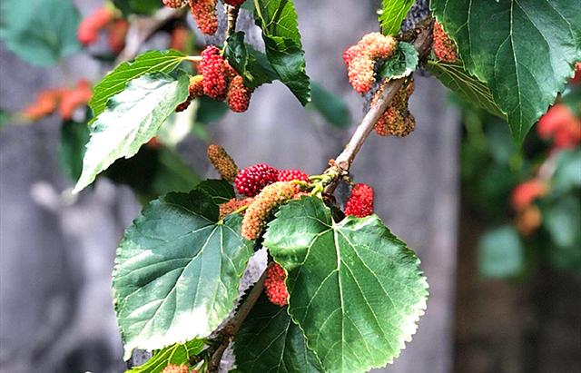 桑葚泡酒的正确方法，桑葚怎样泡酒（配方和做法教给你）