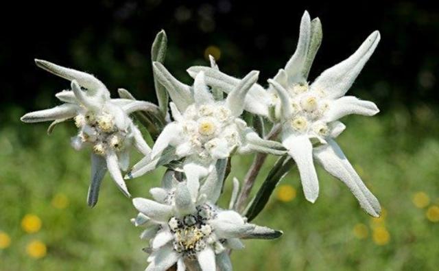 雪绒花（雪绒花图片，空中草原——漂亮的雪绒花（雪花绒图片大全）