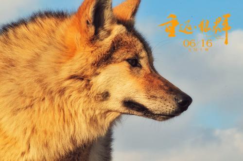 残狼灰满好词好句，残狼灰满好词好句第三课（是人类与大自然的心电感应）