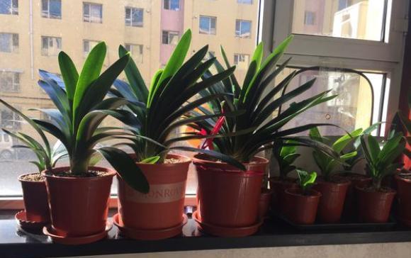 怎样养好君子兰幼苗，君子兰新栽的苗怎么养（君子兰小苗这么养）