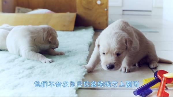 怎样训练小狗拉屎，怎样训练小狗拉屎视频（百分之八十养宠新手的烦恼——怎么训练狗狗上厕所）