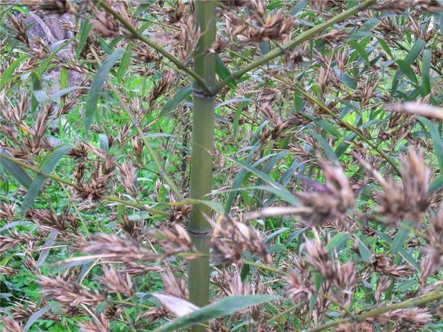竹子开花吗，竹子一生只开一次花吗（竹子开花难道真是“大灾变”的前兆）