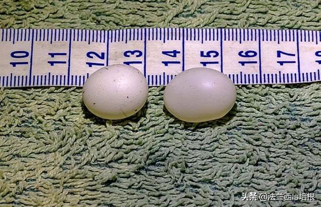 鸭嘴兽是哺乳动物吗，为什么说鸭嘴兽是哺乳动物（不，啥都没有的鸭嘴兽也能喂奶）