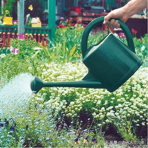 为什么盆栽月季都很难养活，月季花为什么不能进家（这些错误的方法你中了几个）