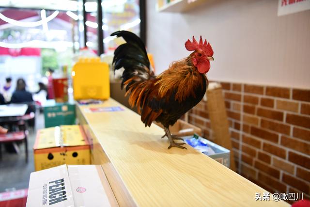 鸡的寓意和象征，鸡的象征意义（火锅店前台养活鸡当“招财鸡”）