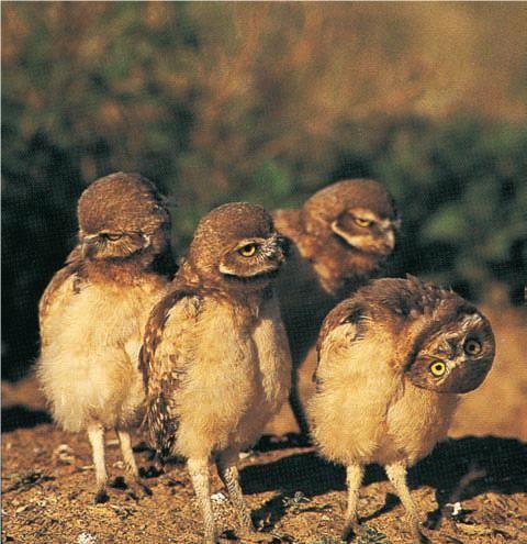 猫头鹰为什么不能转动眼睛，猫头鹰眼球转不动,只能转头（为何能违背常规“逆天”的旋转270度）