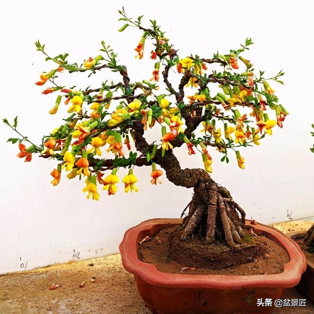 金雀盆景如何修剪，金雀盆景修剪视频（简单制作金雀盆景）