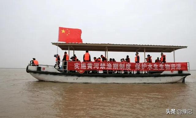 黄鲤鱼可以吃吗，黄金锦鲤鱼可以吃吗（还能不能成为“豫菜头牌”）